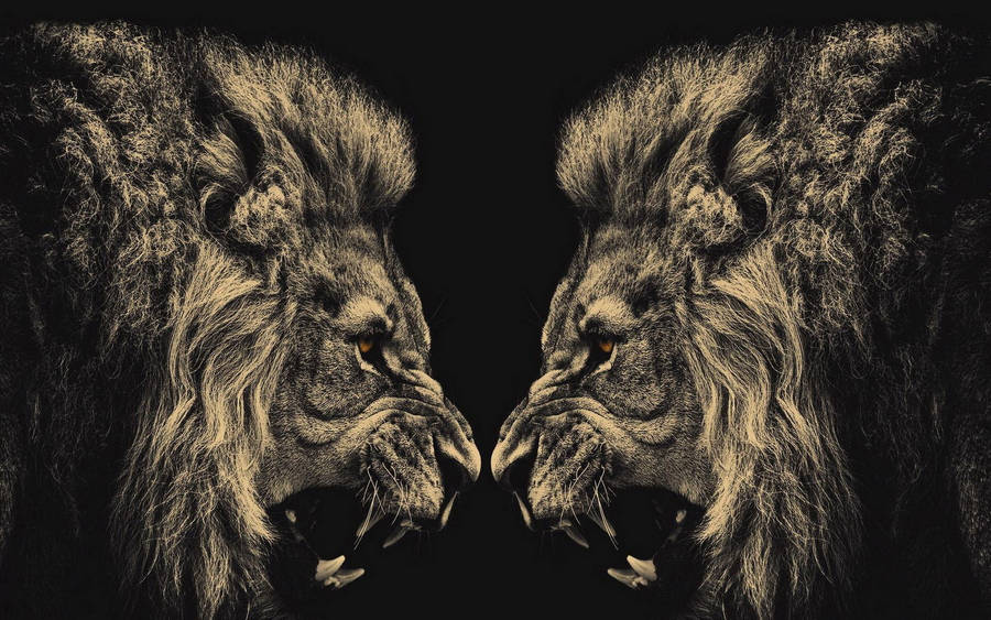 Two Angry Lions Illustration Wallpaper