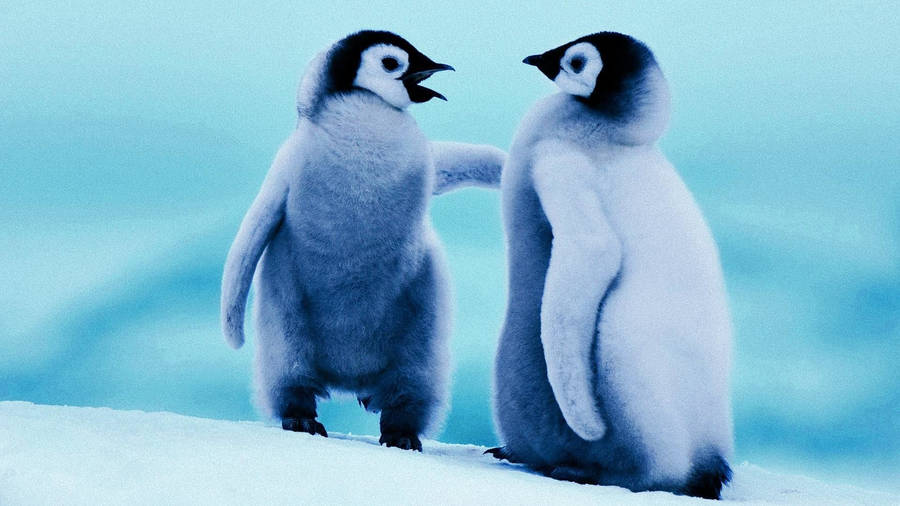 Two Baby Penguins Wallpaper