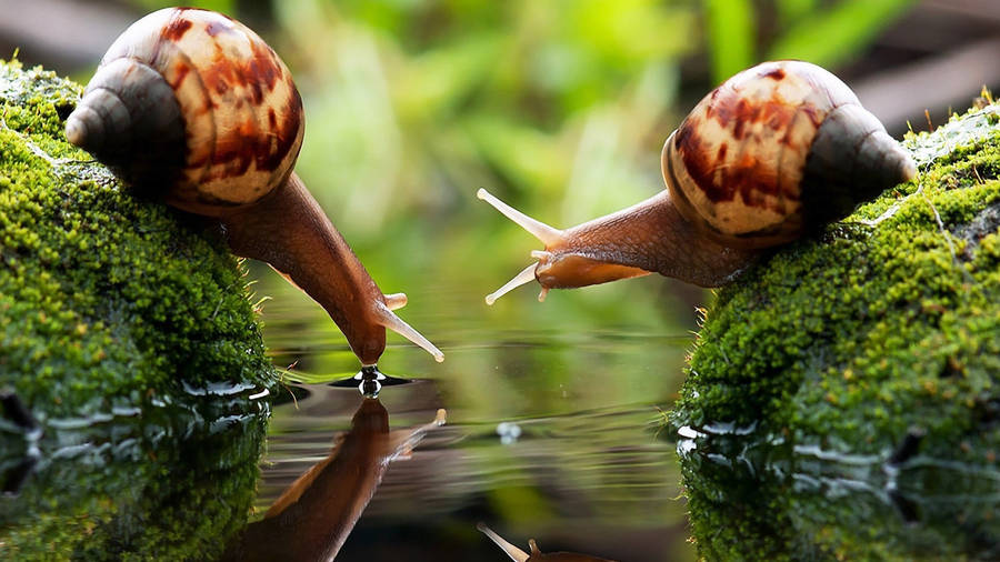 Two Brown Snails Drinking Water Wallpaper