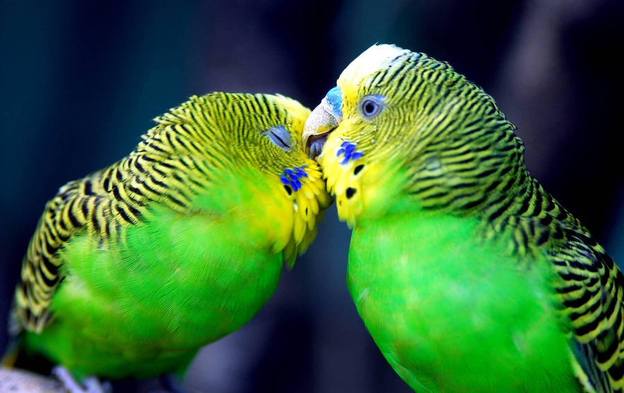 Two Budgerigar Parrots Wallpaper