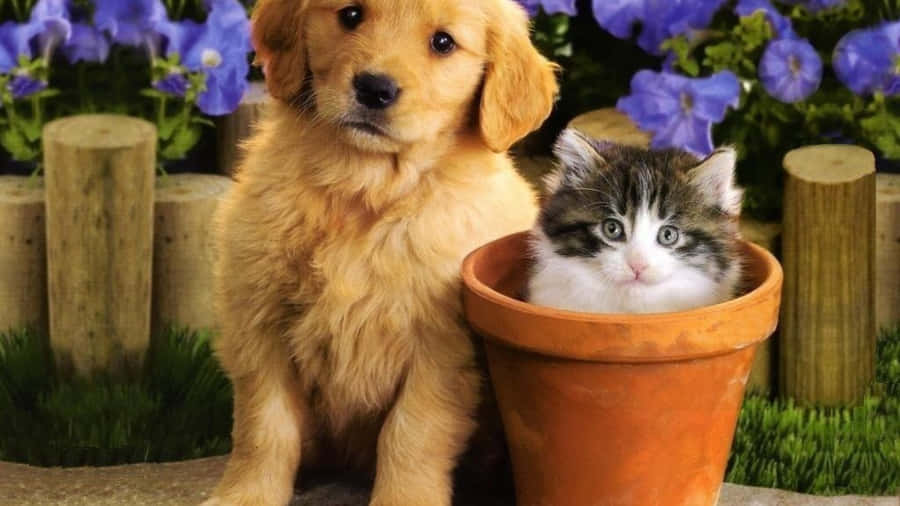 Two Cute Animals Sharing A Friendly Lick Wallpaper