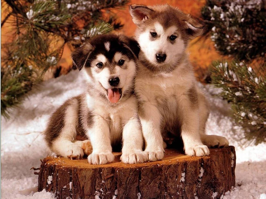 Two Cute Husky Puppy Wallpaper