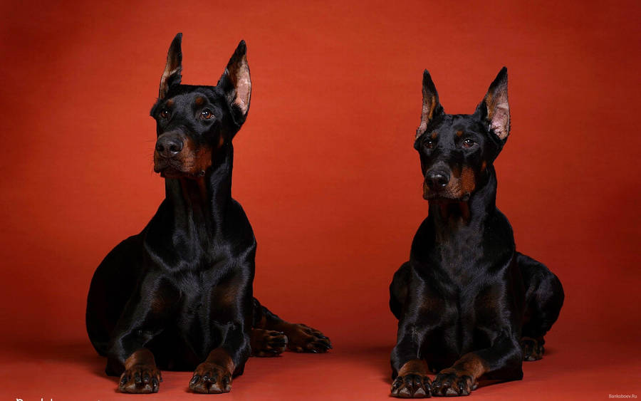 Two Doberman Pinschers In Black And Rust Wallpaper