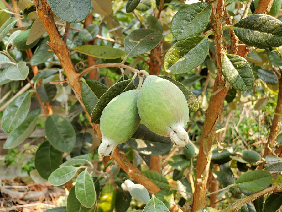 Two Feijoa In The Branch Wallpaper