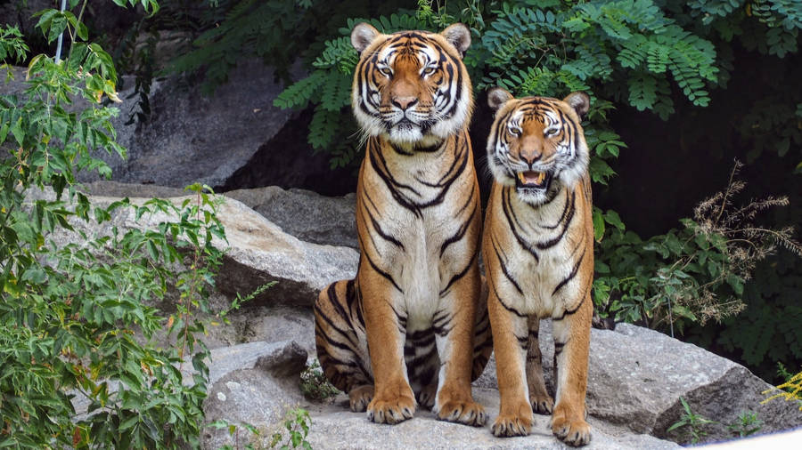 Two Harimau Sitting Wallpaper