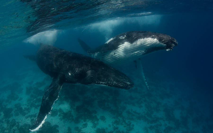 Two Humpback Whales Underwater Wallpaper