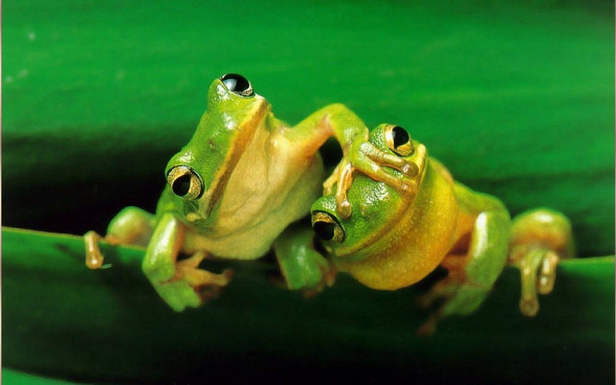 Two Kawaii Frogs Looking Up Wallpaper