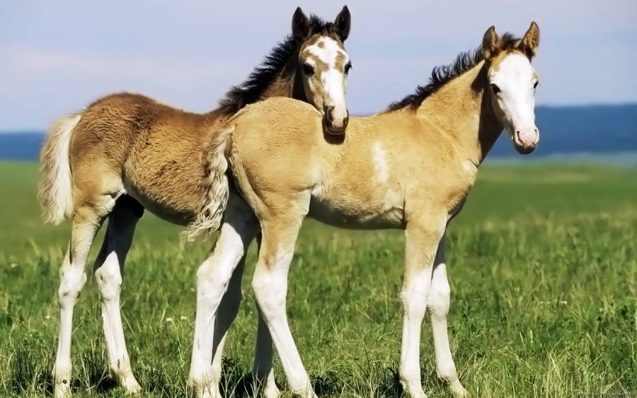 Two Light Brown Foal In A Meadow Wallpaper