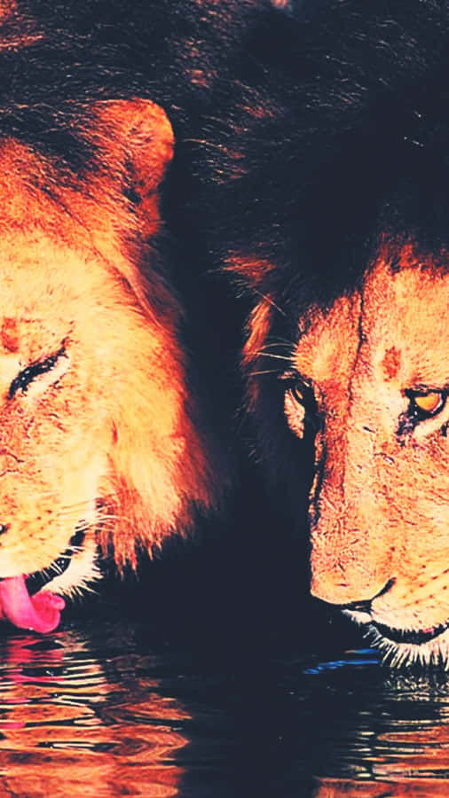 Two Lions In The Water Wallpaper