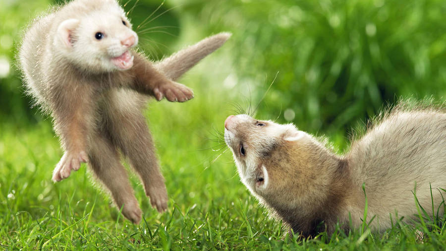 Two Mink On The Garden Wallpaper