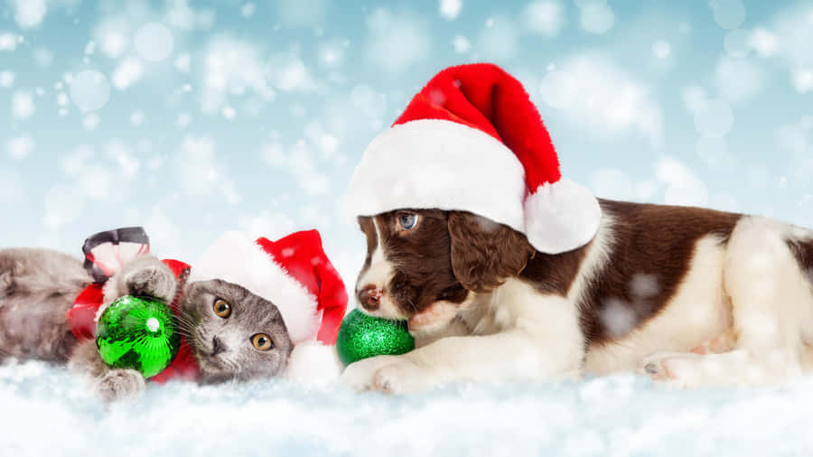 Two Of The Best Friends You Could Ever Ask For - A Kitten And Puppy Wallpaper