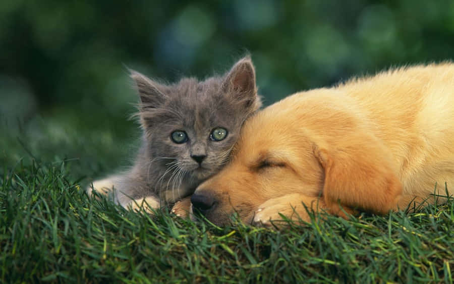 Two Of The Cutest Pets Ever: Kitten And Puppy Wallpaper