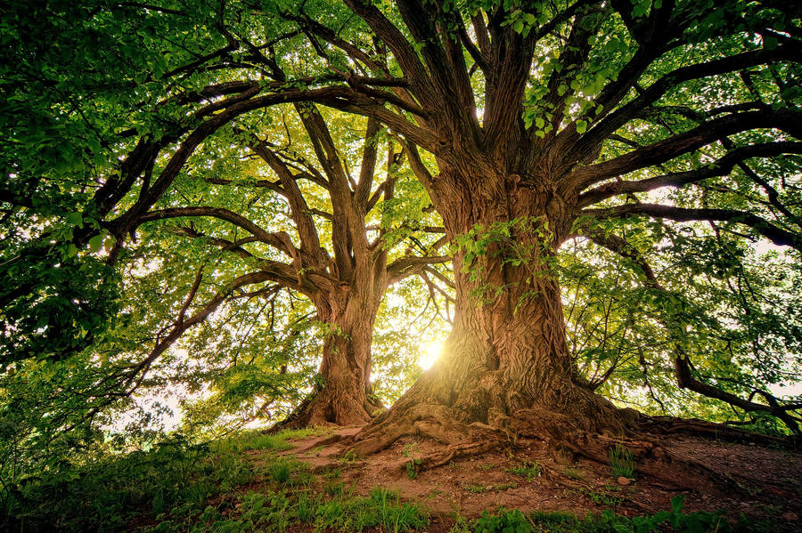 Two Old Trees In The Woods Wallpaper