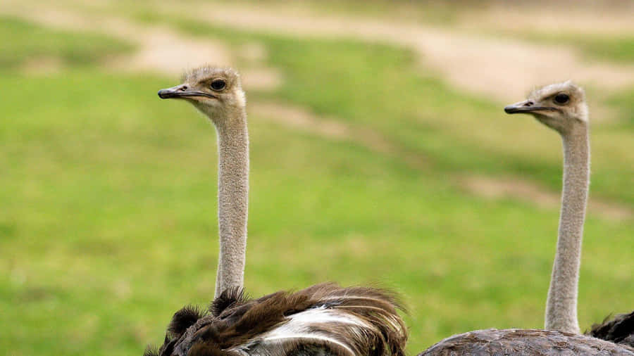 Two Ostriches Field View Wallpaper