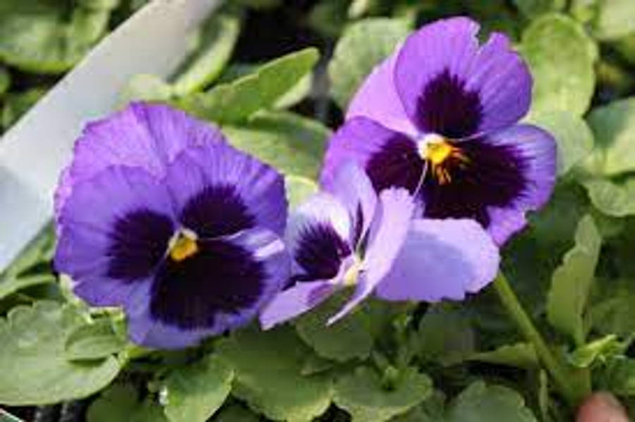 Two Purple Pansies Sit On Plants Wallpaper