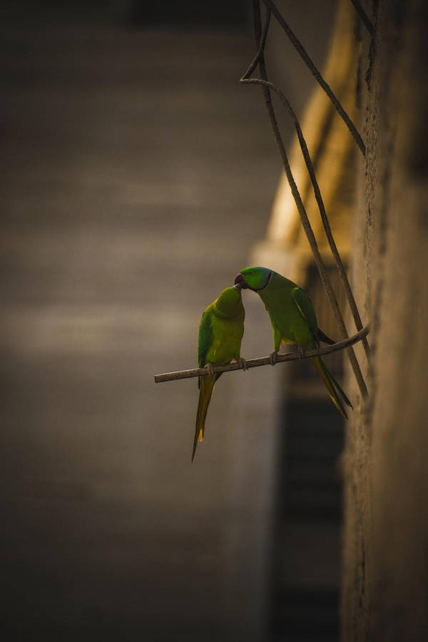 Two Rose-ringed Parrots Wallpaper