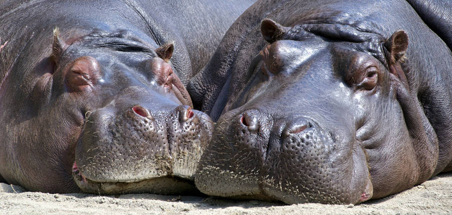 Two Sleepy Hippopotamuses Wallpaper