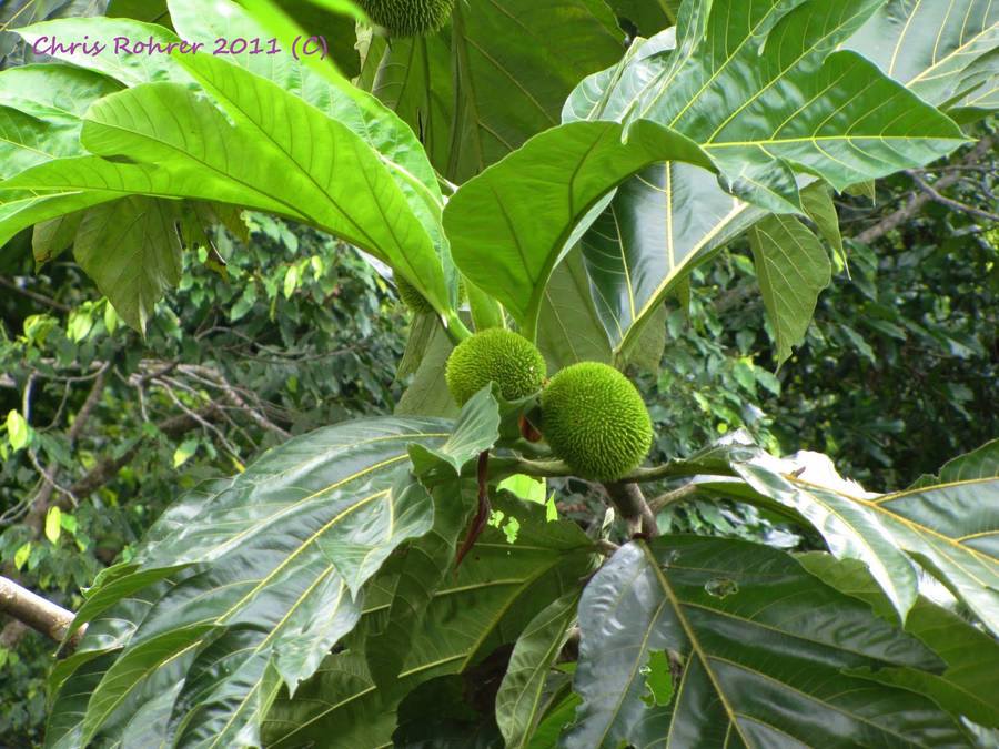 Two Small Breadfruit Wallpaper