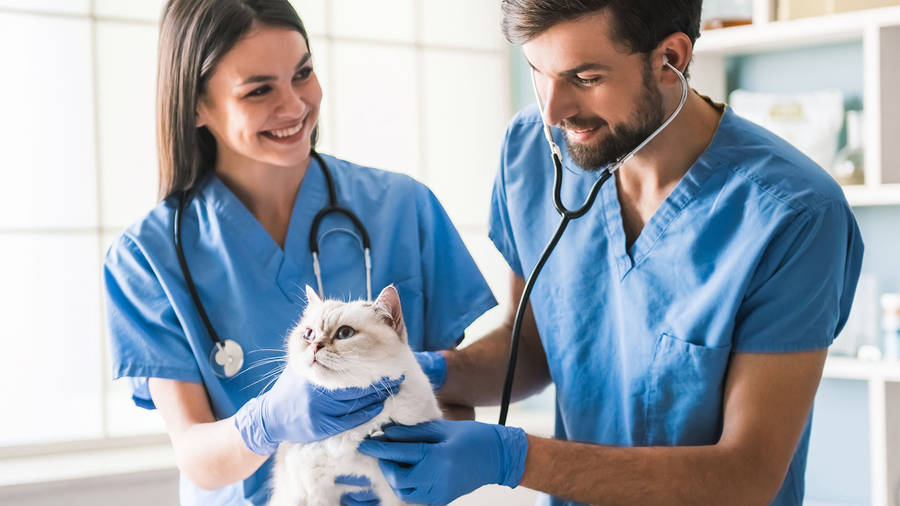 Two Veterinarians Treating White Cat Wallpaper