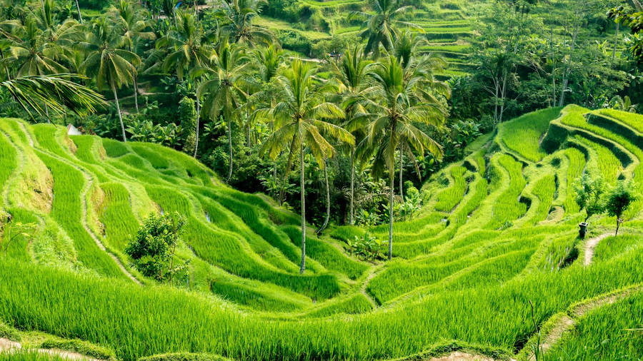 Ubud Rice Terraces Bali Indonesia Wallpaper