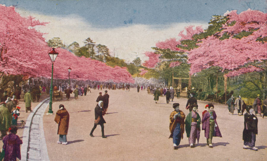 Ueno Park Graphic Wallpaper