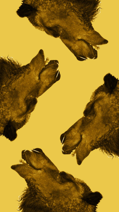 Ugly Camel Wallpaper