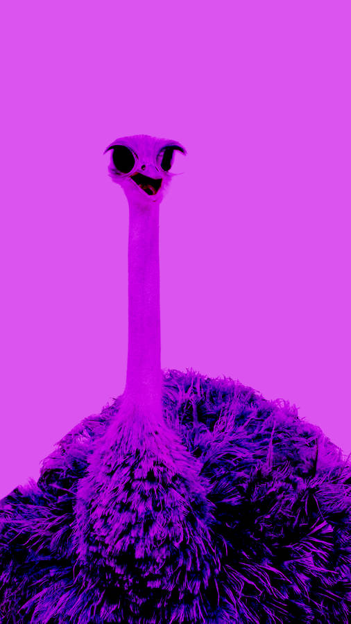 Ugly Ostrich Wallpaper