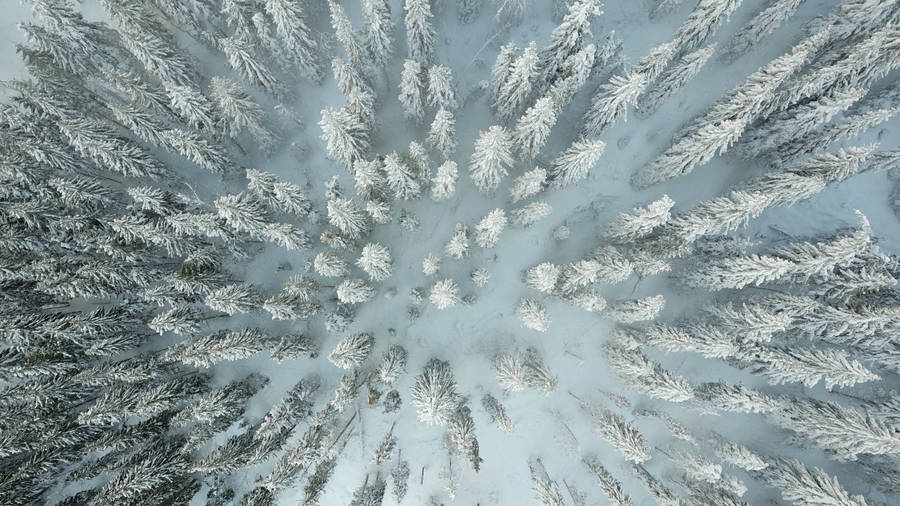 Ukraine Snowy Forest Wallpaper