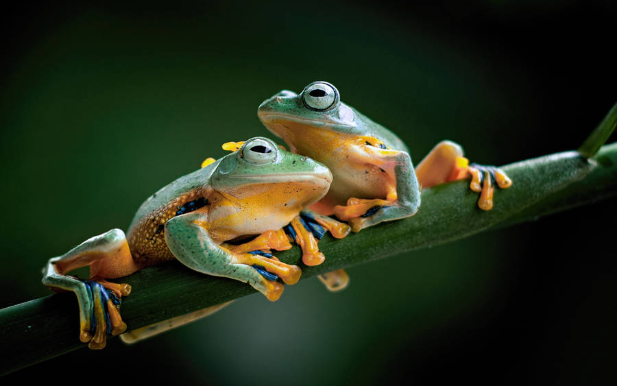 Ultra Hd Two Java Frogs Laptop Wallpaper