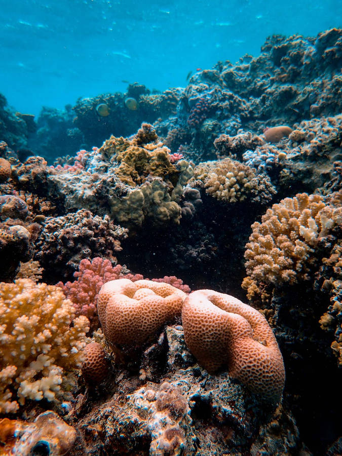 Underwater Coral Wallpaper