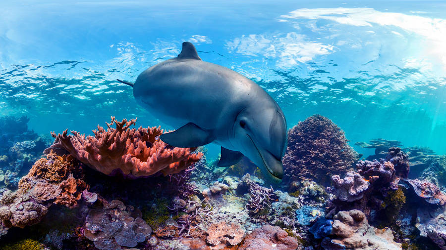 Underwater_ Dolphin_ Coral_ Reef_4 K_ U H D Wallpaper