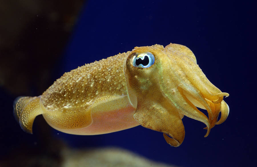 Underwater Elegance - Blue-eyed Spirulida Squid Wallpaper