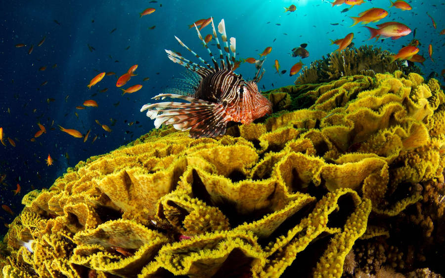 Underwater Lionfish On Yellow Reef Wallpaper