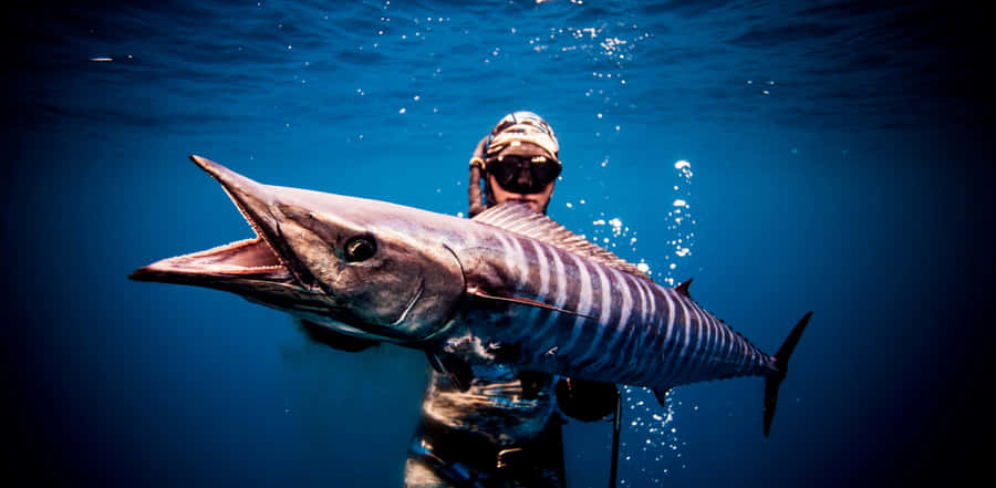 Underwater Wahoo Fish With Diver.jpg Wallpaper