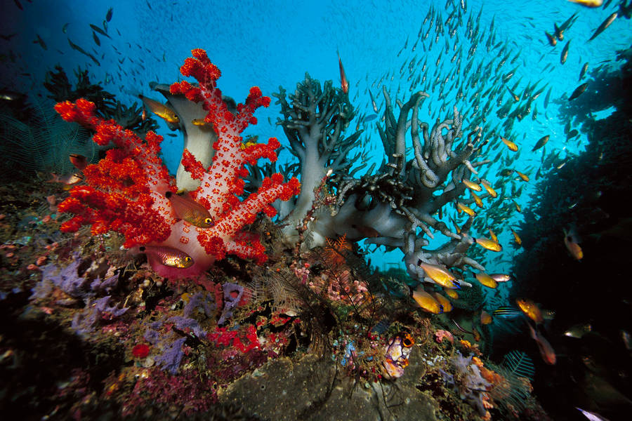 Underwater World Odd Corals Wallpaper