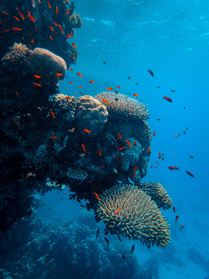 Underwater World Vertical Coral Reefs Wallpaper