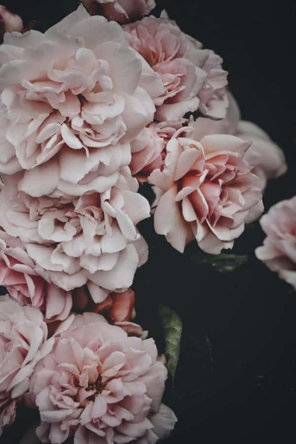 Unforgettable Beauty Found In Nature Wallpaper