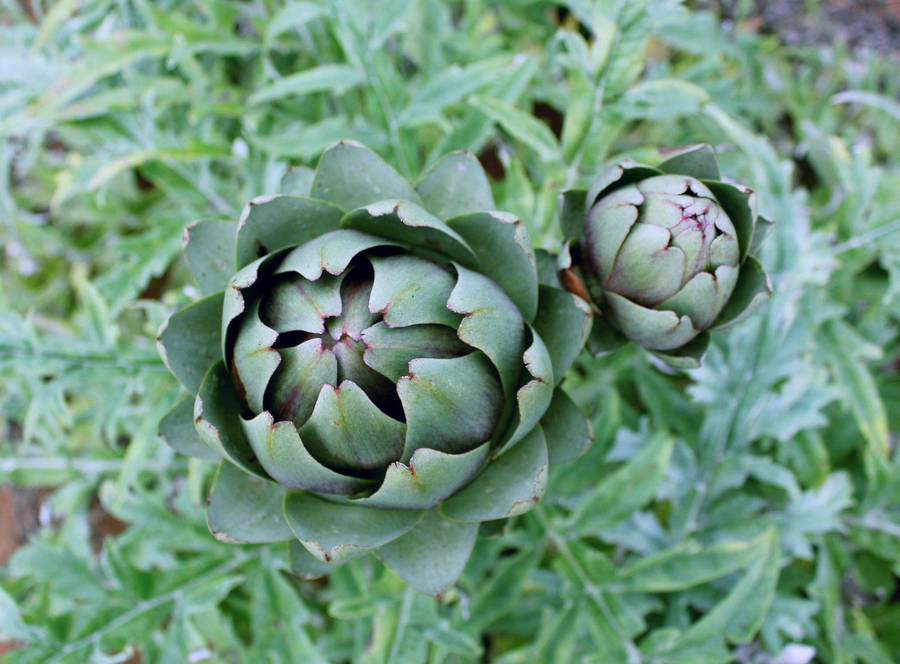 Unharvested Artichoke Vegetables Plant Wallpaper