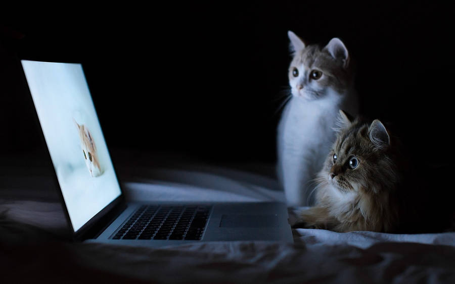 Unique Laptop And Cats Background Wallpaper