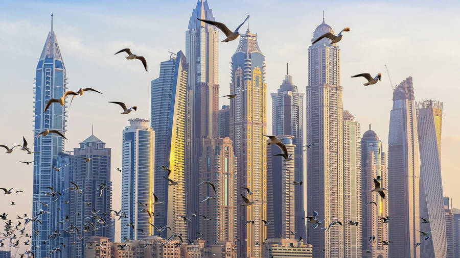 United Arab Emirates Flock Of Seagull Wallpaper