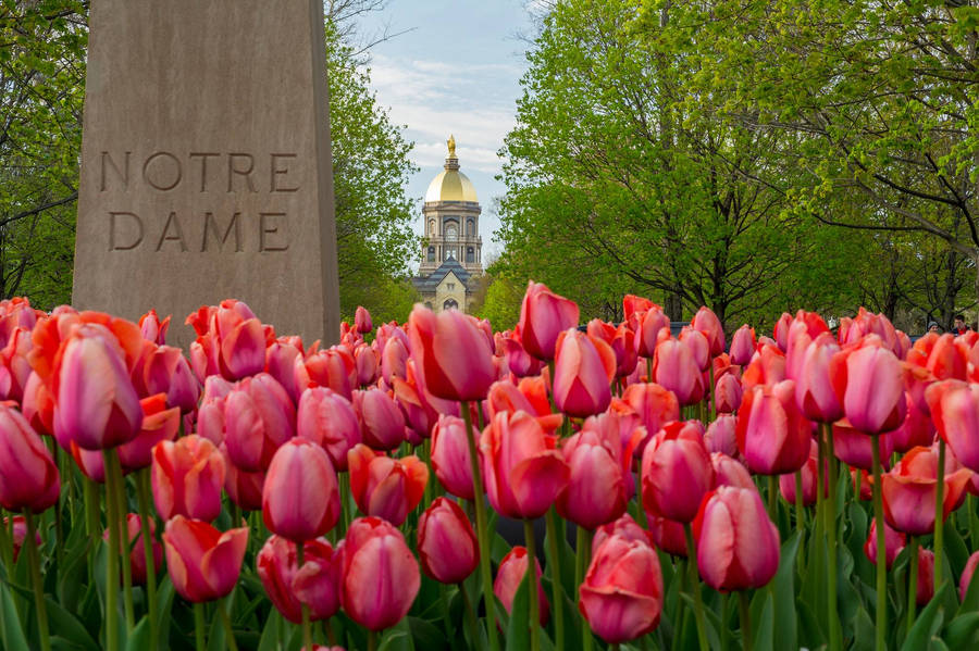 University Of Notre Dame With Tulips Wallpaper