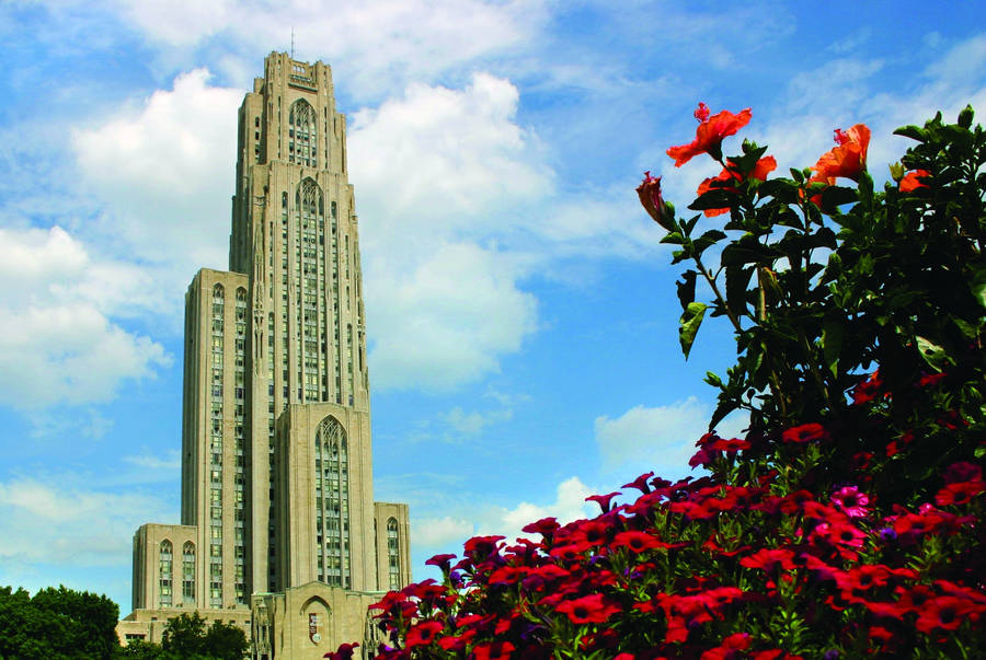 University Of Pittsburgh Red Flowers Wallpaper