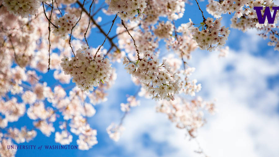 University Of Washington's Sakura Tree Wallpaper