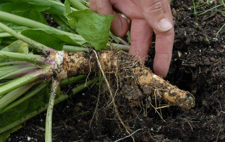 Unrooted Horseradish Vegetable Wallpaper