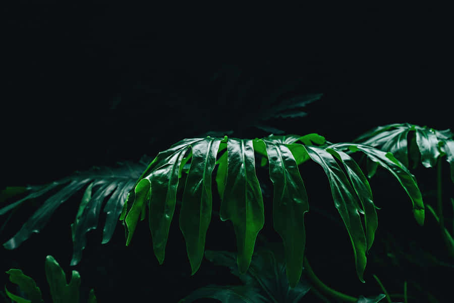 Unwind And Disconnect With A Peaceful Tree View Wallpaper