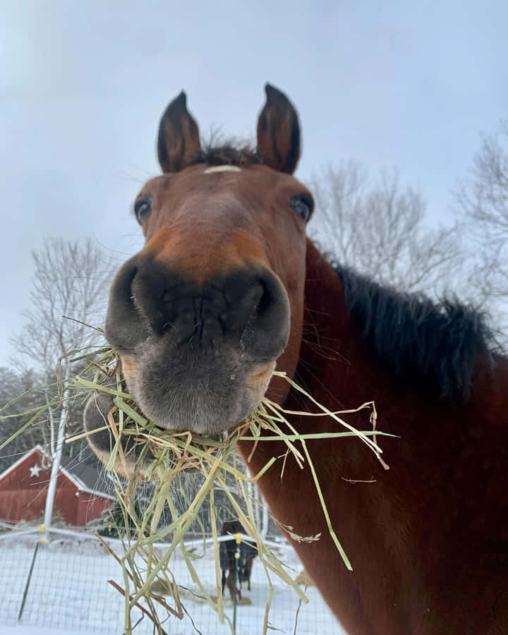 Up Close Horse Eating Hay Wallpaper