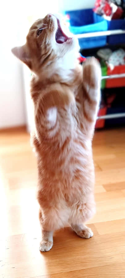 Upright Dancing Cat.jpg Wallpaper