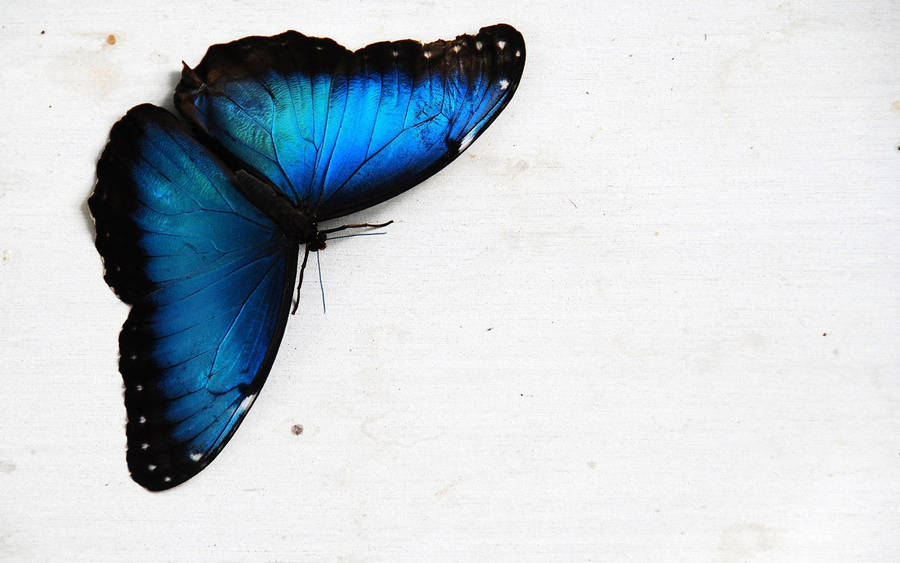 Upside Down Blue Butterfly Aesthetic Wallpaper