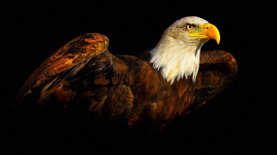 Us Eagle Sunshine Wallpaper