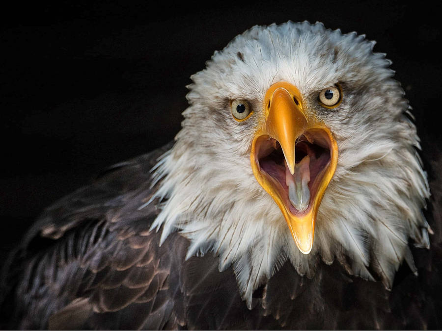 Us Eagle With Yellow Beak Wallpaper